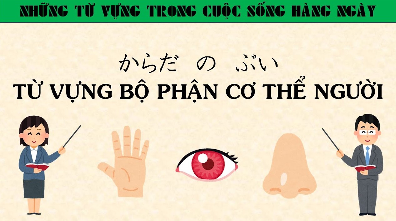 tu-vung-tieng-nhat-cac-bo-phan-co-the-nguoi